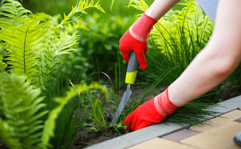 Weed control pristine healthy garden