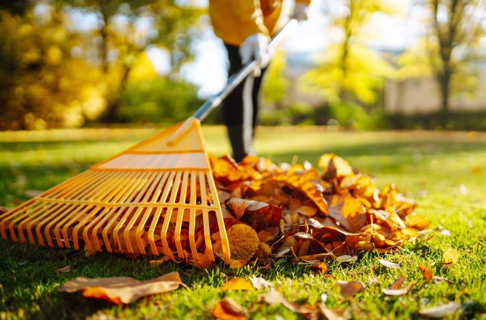 Fall Lawn Clean Up In Fairfield County, Ct