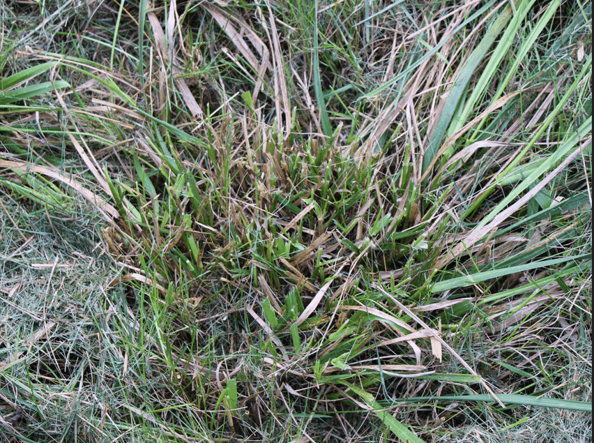 Fairfield County’s Top Weed Control Services