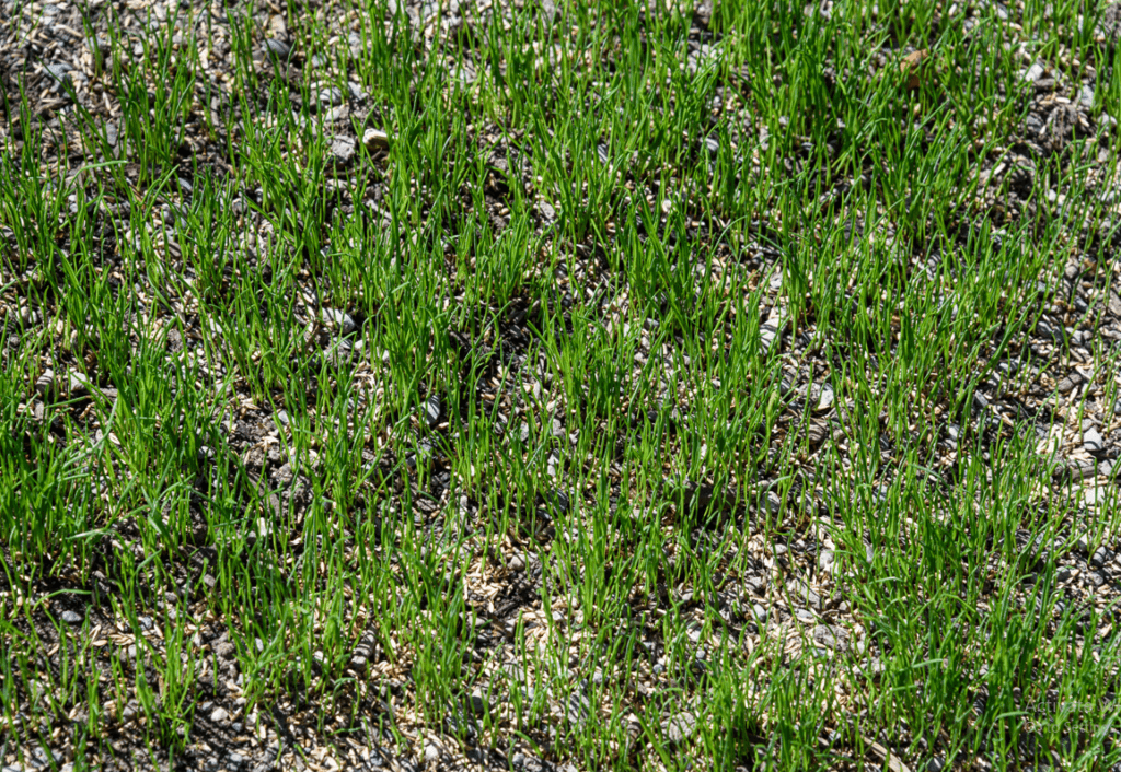 Lawn Fertilization Services In Fairfield County, Ct