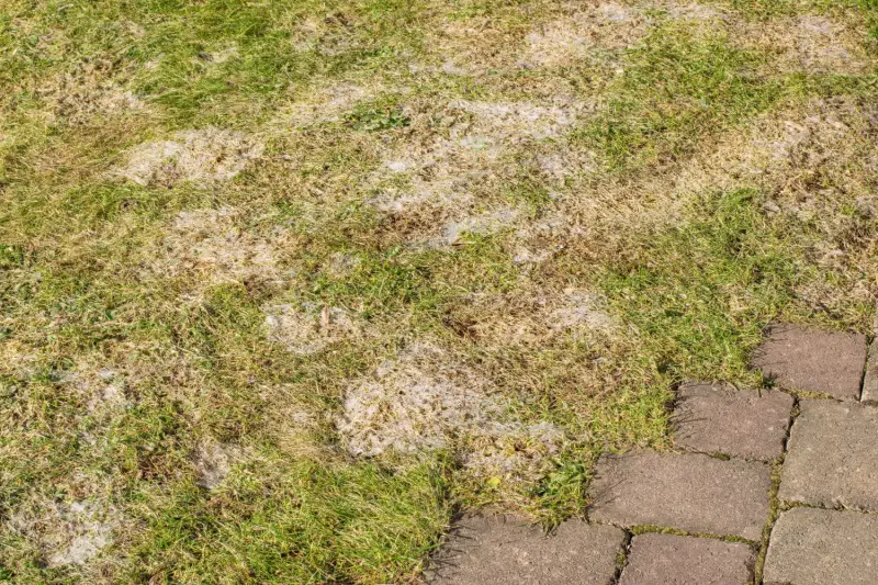 Yard snow mold after winter